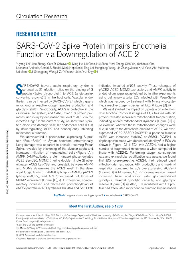 Circulation Research – SARS-CoV-2 Spike Protein Impairs Endothelial Function via Downregulation of ACE 2